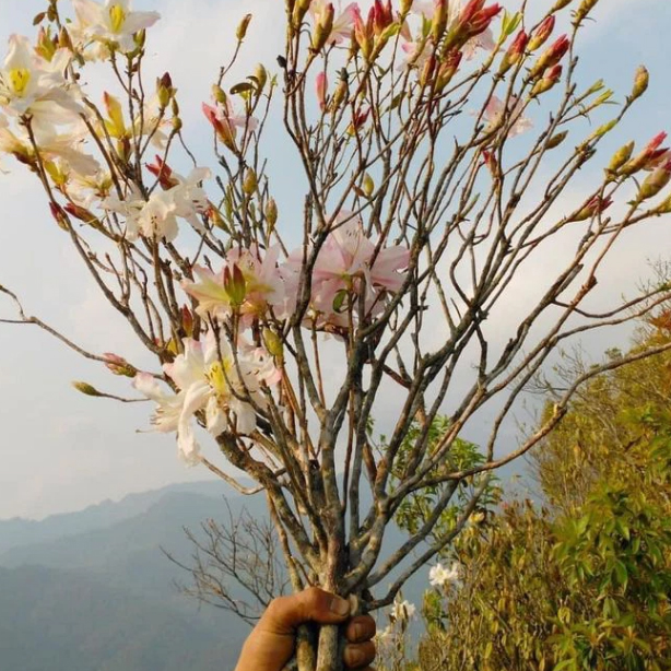 âf - Ảnh 1.